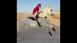 الخيل والليل والبيداء تعرفني😍😍😍😍😍😍😍😍😍😍