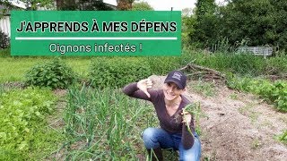 OIGNONS INFECTÉS PAR LA MOUCHE MINEUSE