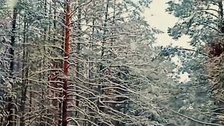 Хәерле кичләр! Урман турында җыр♥🌲🌲🌲