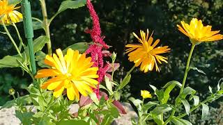 September. Nedklipp tomat, Lenis bursdag,  blomster og bier.