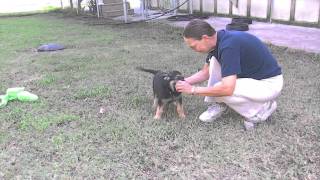 Vomweiland Black paws German shepherd puppy with ball 8 weeks old.AVI