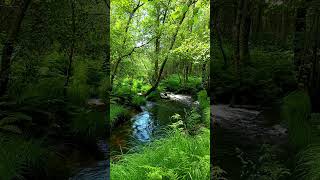 🇪🇸 🌳 Río Mera (Lugo) #Senderismo #Galicia #España #Shorts