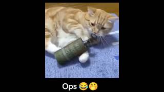 Cat with Grenade Funnyvideos #fyp#vir#Cat OPS😂🤭