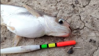 Best Fishing video | Traditional Hook Fishing | Amazing Smart Boy Catching Fish By Pond Hook Fishing