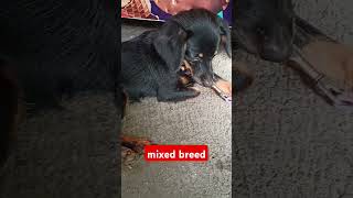 mixed breed dog #mabait na aso # cute