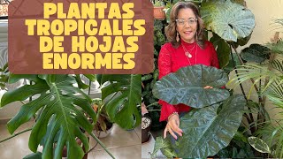 PLANTAS TROPICALES de HOJAS GIGANTES! Mi jardín en GRANDE!#jardín #plantastropicales #tour #