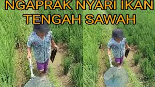 NGAPRAK TENGAH SAWAH‼️DI SIANG BOLONG