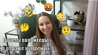 Истории о несостоявшихся пристройствах собак/ будни волонтера