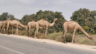 Camels are eating the wild grass beside Mirpurkhas roadCamel | 20 camel walking | camel video