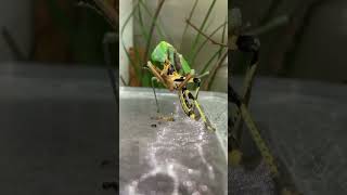 12. Mantis eating a Wasp| Strange animals series| #shorts #shortsfeed #shortvideo #biology #zoology