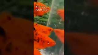 ikan platy mickey mouse || ikan hias air tawar || tunggu pancing #shortviral #shorts #short