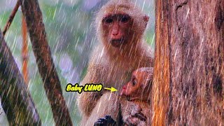 O.M.G..!! Monkey Rainbow hugging Poor Baby LUNO under heavy Raining cuz Monkey Luna Leave him alone.