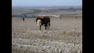 Taurillons herefords / Hereford bull-calfs