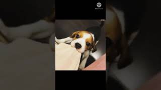 beagle the great dog🐶🐕🐕🐕🐶 please🙏🙏🙏🙏🙏 please subscribe👌