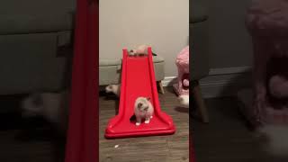 More clips of the kittens playing