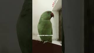 Natural Voice Parrot #youtubeshorts #viralshorts #shorts