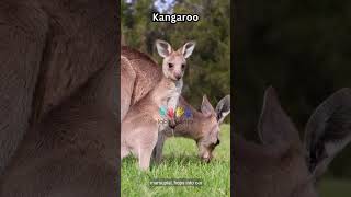 Alphabet Animal Start with the Letter K [English] Part 1 : Kangaroo, Koala, Kingfisher, Kookaburra