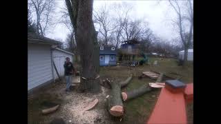 Bucket Truck Working - Felling Against The Wind - 36 Inch Maple