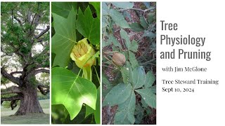 Tree Physiology and Pruning with Jim McGlone