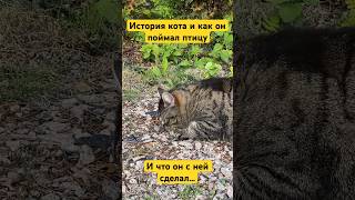 Кот поймал птицу