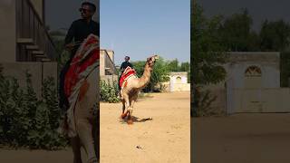 The good gait of a camel #shorts  #shortvideo  #youtubeshorts