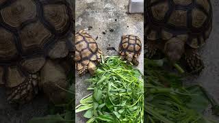 Kocak kura kura sulcata saling peluk depan belakang part 10 #shorts