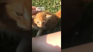 You Won’t Believe What Happens!!! 🐈 #catvideo #viralshorts #cutecat #tga #cats