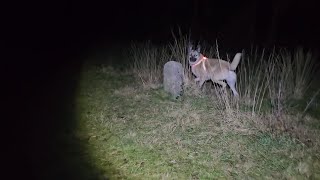 Aslan got spooked by me 😅 on our usual evening walk.