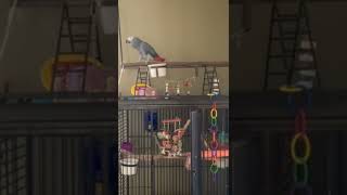 Musical Parrot Rocks Out To Some Ac/dc Riffs