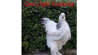 Dev Light Brahmalar