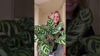 Easiest Calathea I own!!! #houseplants #calathea #plants