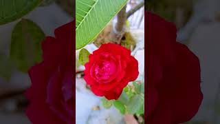 Good Evening frnds 🥰 #red #happylife #goodvibes #positivity #nature #roses #roseflower #sunday #love