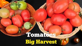 big tomato harvest, just with one plant 🪴 😱