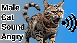 Male Cat In Heat Sounds | Male cat mating call sound effect | Female Cats in Heat sounds | Cat Voice