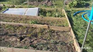 Polytunnel DIY  1