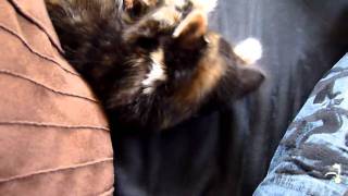 Kittens playing with hair