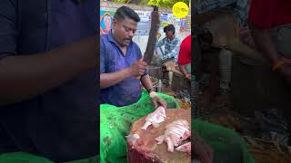 KASIMEDU SPEED SELVAM LEATHER JOCKET FISH CUTTING VIDEO / cutting focus #kasimeduselvam