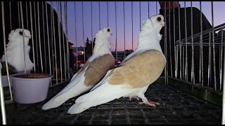 RADOM Gołębie pigeons targ Andrzej W. 19.10.2024 cz.1/4💥Gołębie jasne i wyszwance Andrzeja Radom💥