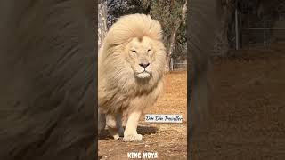 #kingofthejungle  | Moya Most beautiful Lion in the world | #whitelion  | #shortvideo | #animals