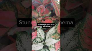 Top Aglaonema Varieties #shorts #short #plants #aglaonema #reels #viral #video #foryou #fyp #garden