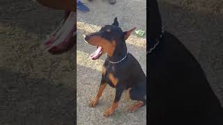 Doberman Dog for Sale || Cheapest doberman dog