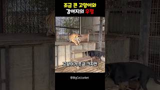 조금 큰 고양이와 강아지의 우정