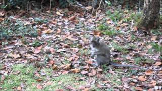 Wild Monkeys of Mauritius