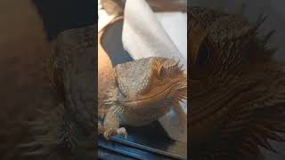 Adorable Bearded Dragon!