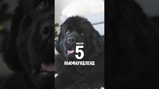 5 фактов о породе – Ньюфаундленд. #shorts #ньюфаундленд #собаки