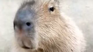 Capybara in Nagasaki Bio Park