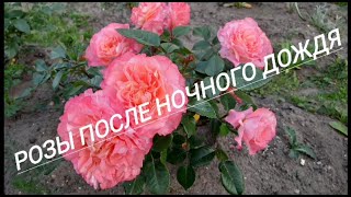 Розы после ночного дождя//29.06.23🌹🌹🌹