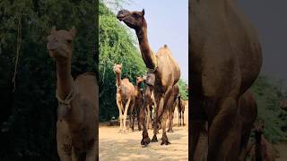 Camels have big bells. #shorts  #shortvideo  #youtubeshorts