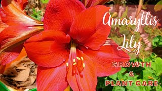 Amaryllis Lily - Growth & Care : How to plant Amaryllis Lily in the garden