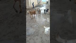 Rainy Day |Goats |#ytshorts